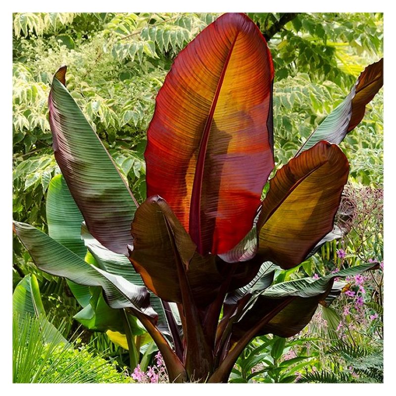 ornamental palm plants 5-10gal Kentia Palm
