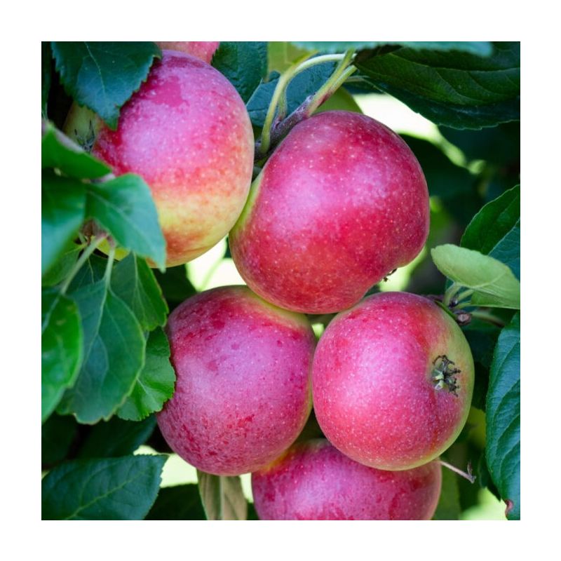 Apple Tree - Red Devil (MM106)