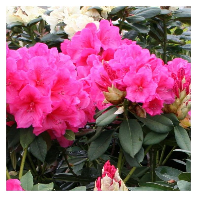 Rhododendron 'Ana'