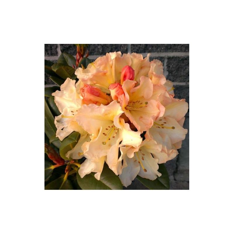 Rhododendron 'Horizon Monarch' - Patio Tree circa 50-60cm