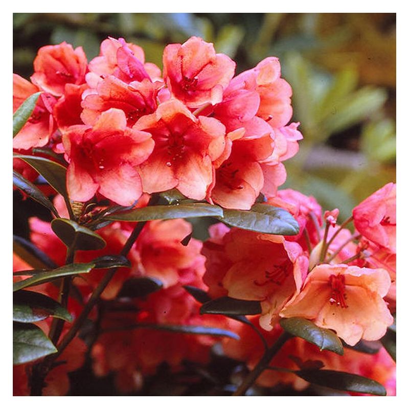 Rhododendron 'Amaretto' - Hybrid