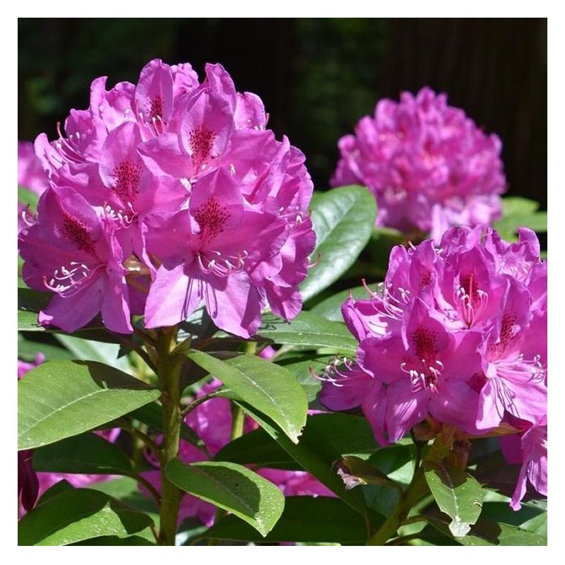 Rhododendron 'Anah Kruschke'