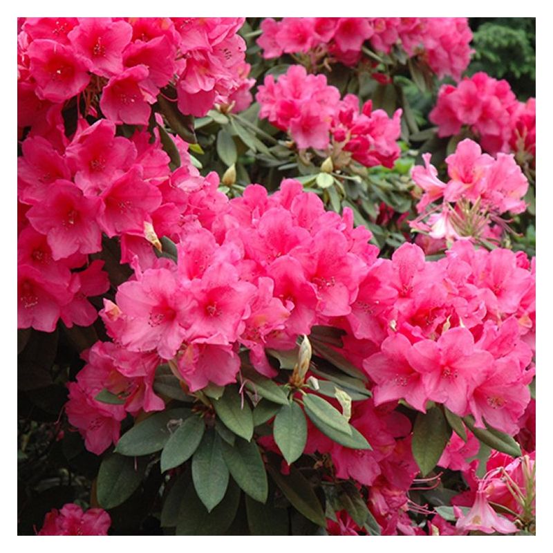 Rhododendron hybrid Anna Rose Whitney
