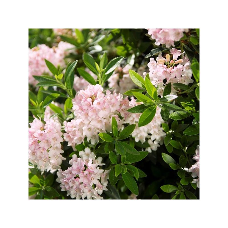 Rhododendron migranthum inkarho 'Bloombux'