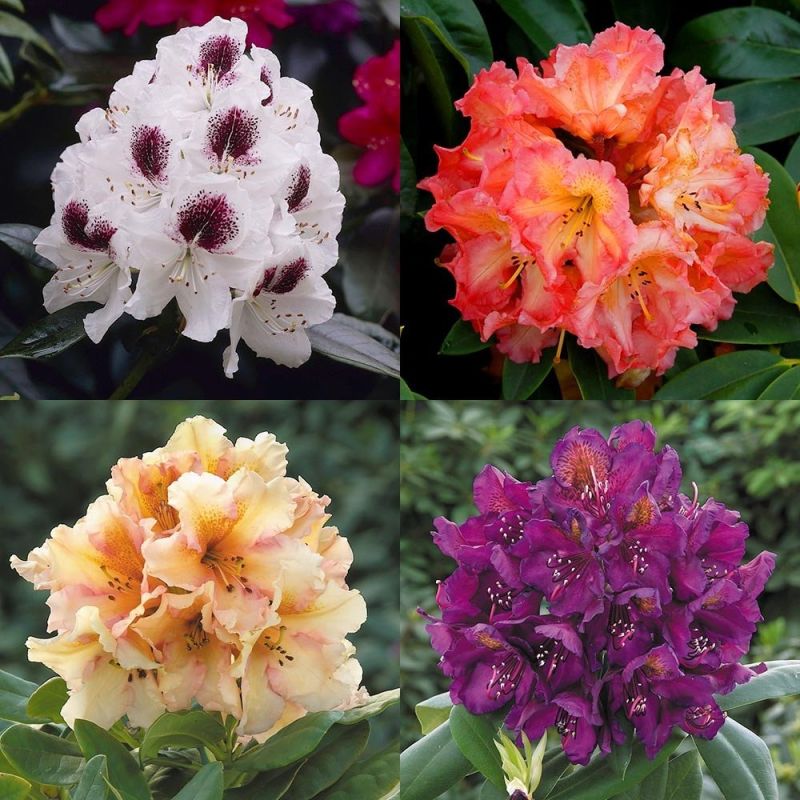 Large Flowered Rhododendron Collection - Evergreen Rhododendron Shrubs ...