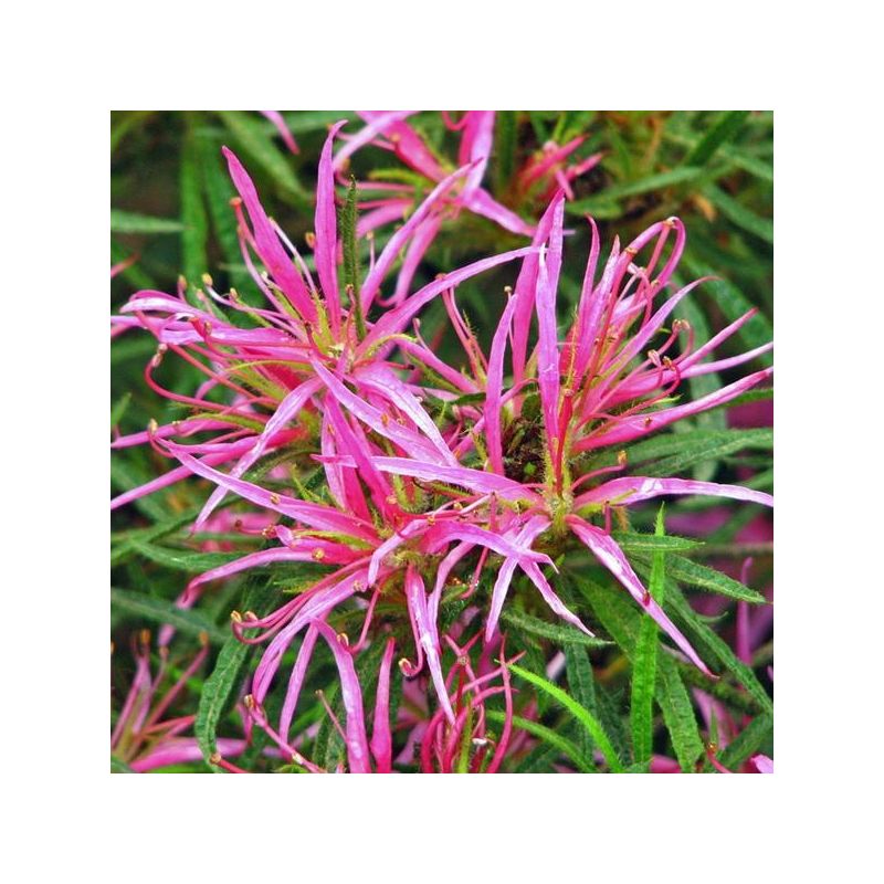 Rhododendron stenopetalum 'Linearifolium'