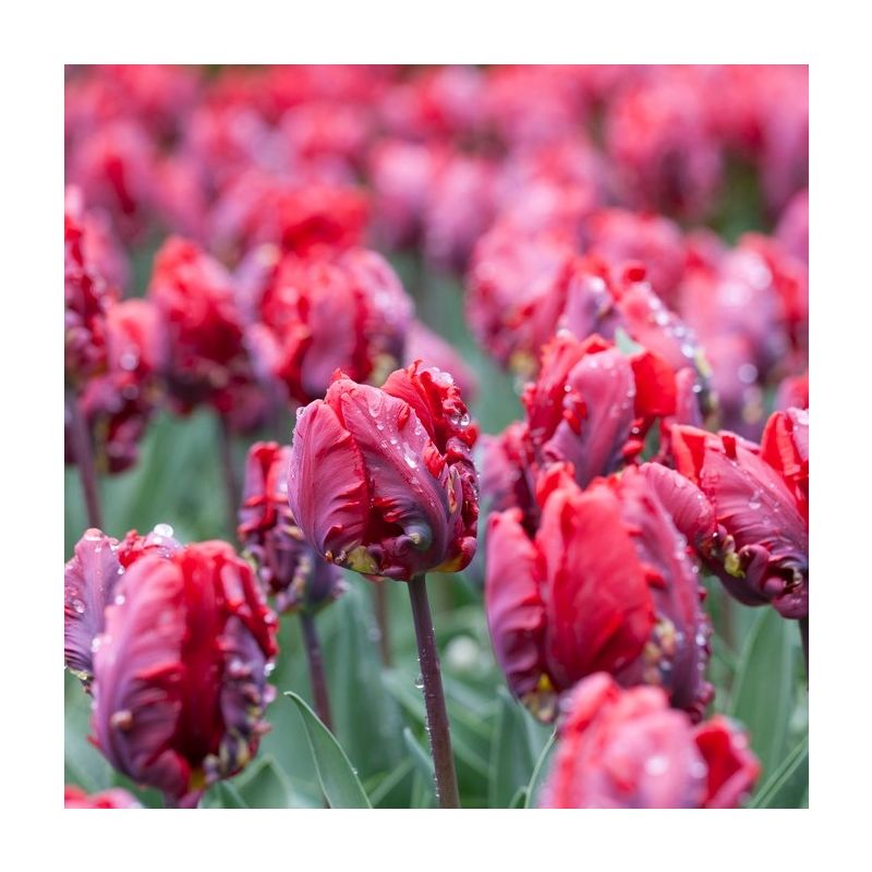 Tulip Rococo in Bud & Bloom