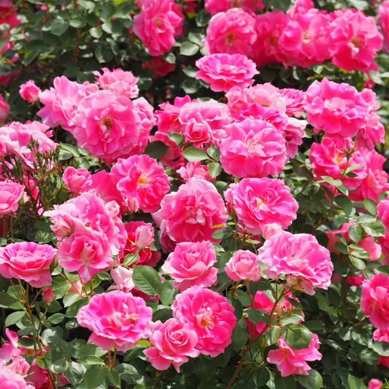 Whartons 'Carefree Days' Pink Patio Rose 3Ltr Pot