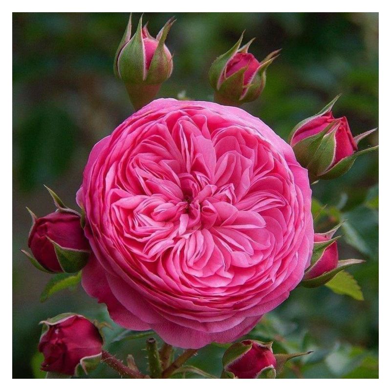 Rose Leonardo da Vinci