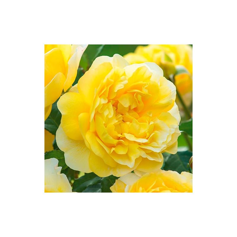 retro 6 gold and rose