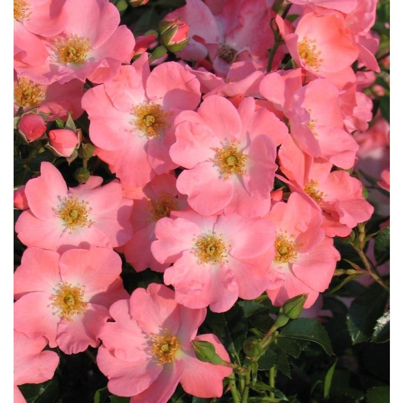 Rosa pink blanket deals