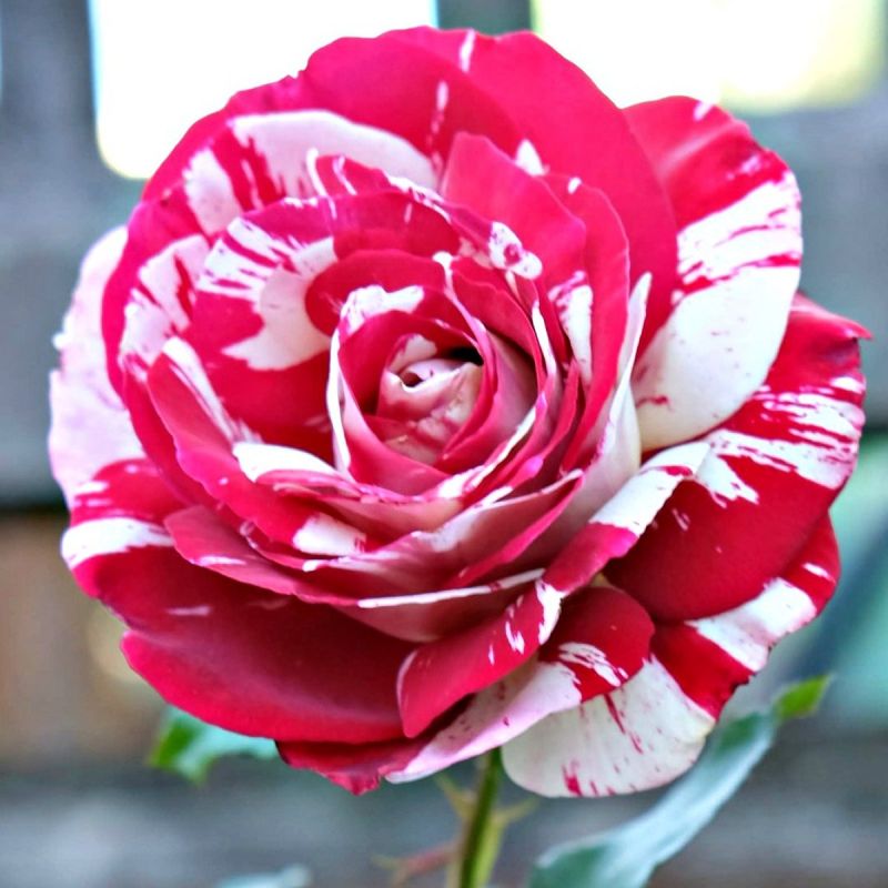 Pair of LARGE Standard Rose Trees - Julio Iglesias - Scented Floribunda ...