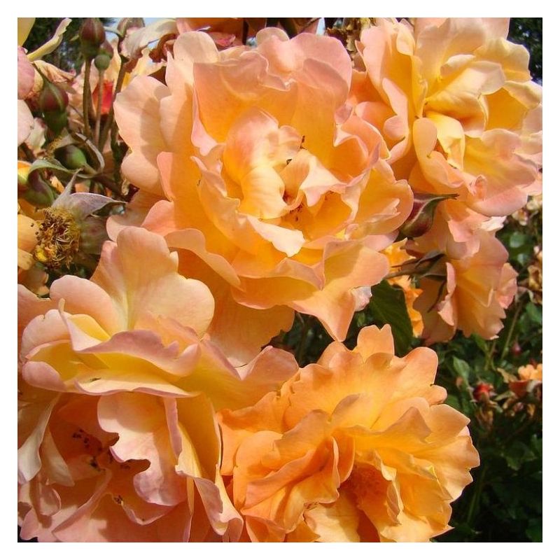 Rose 'Autumn Sunset' - Climbing Rose