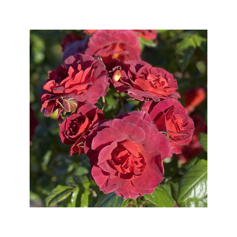 Rose 'Chocoholic' - Climbing Rose