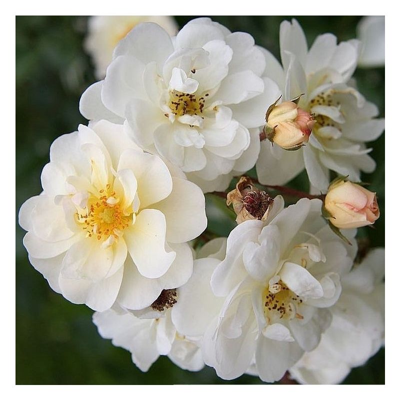 Rose 'Yvonne Rabier' - Polyantha Shrub Rose
