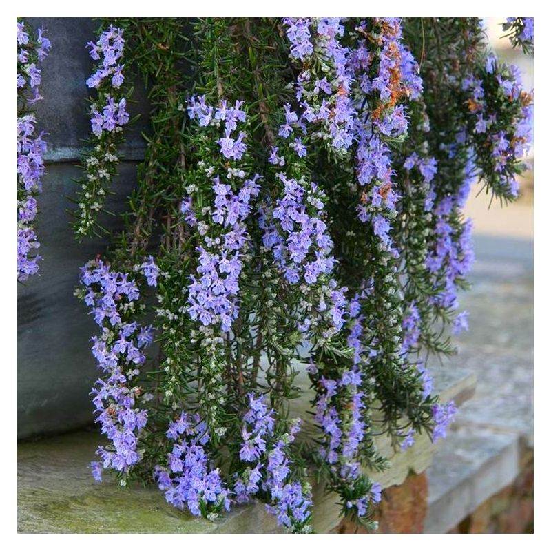 Rosmarinus officinalis Prostratus Trailing Rosemary