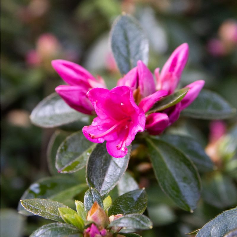 Azalea japonica Isabel - Dwarf Japanese Rhododendron-Evergreen