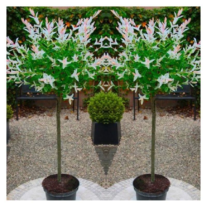 Flamgingo Tree FLAMINGO TREES - Pair of Standard Topiary Salix Flamingo