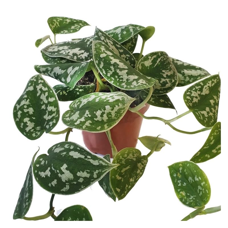satin-pothos-1.jpg