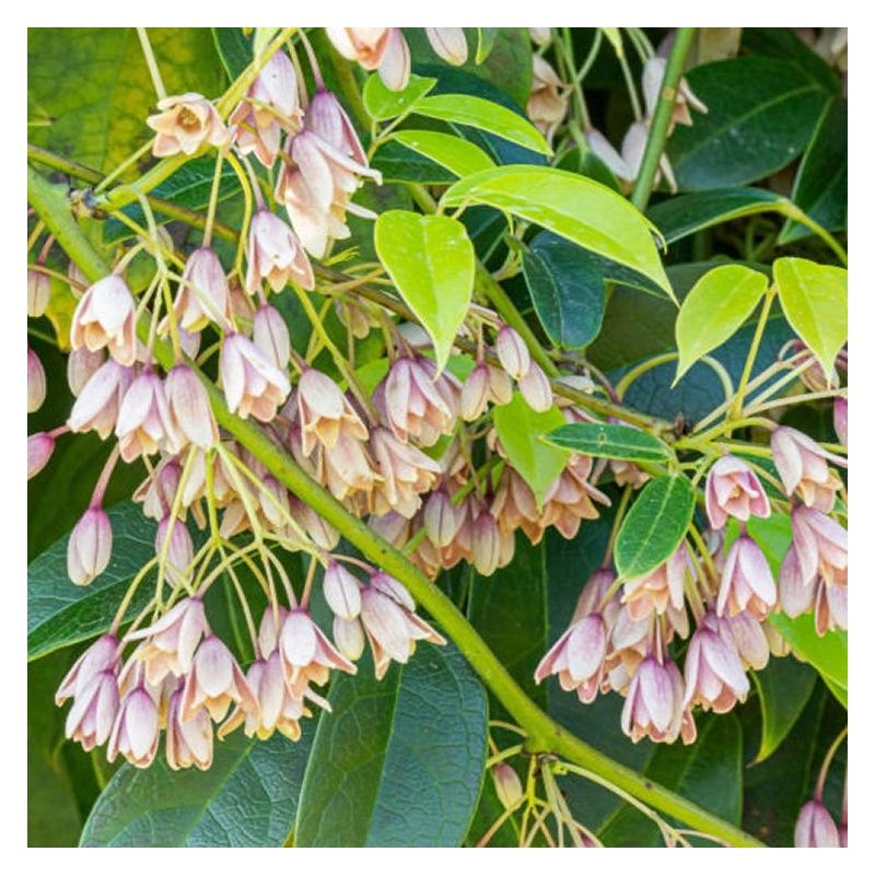 Holboellia latifolia - Evergreen Sausage Vine - circa 140-170cm