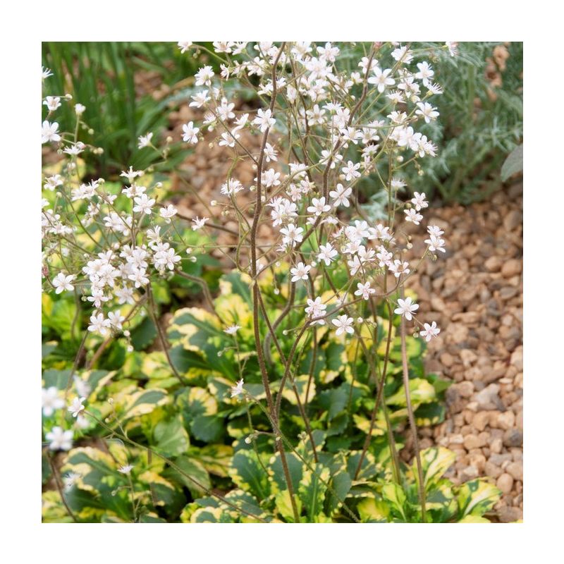 Saxifraga urbium Variegata - Saxifrage London Pride in Bud & Bloom