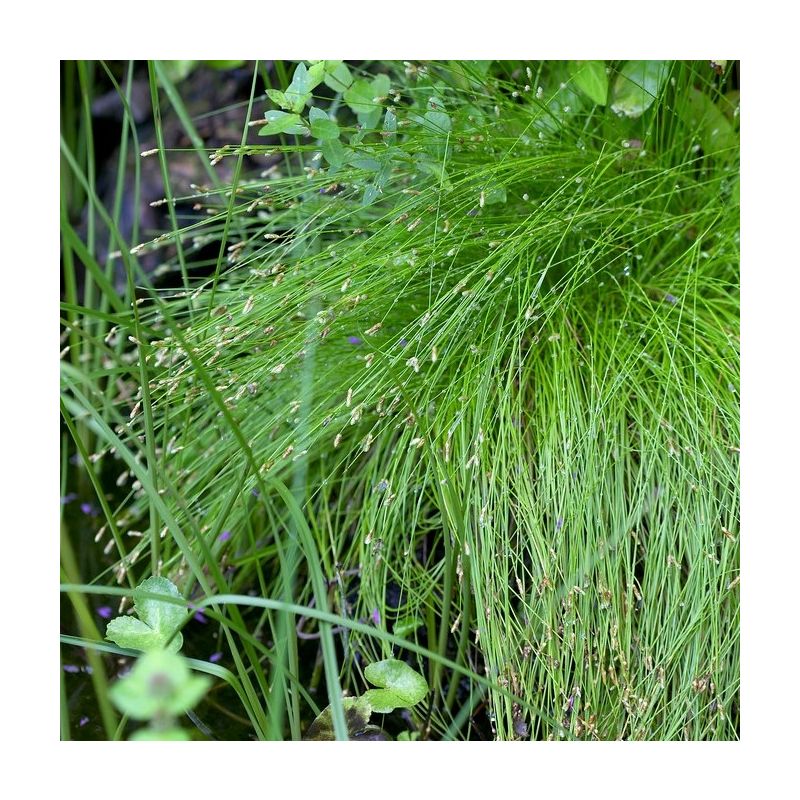 Scirpus cernuus - Isolepis cernua fiber optic plant