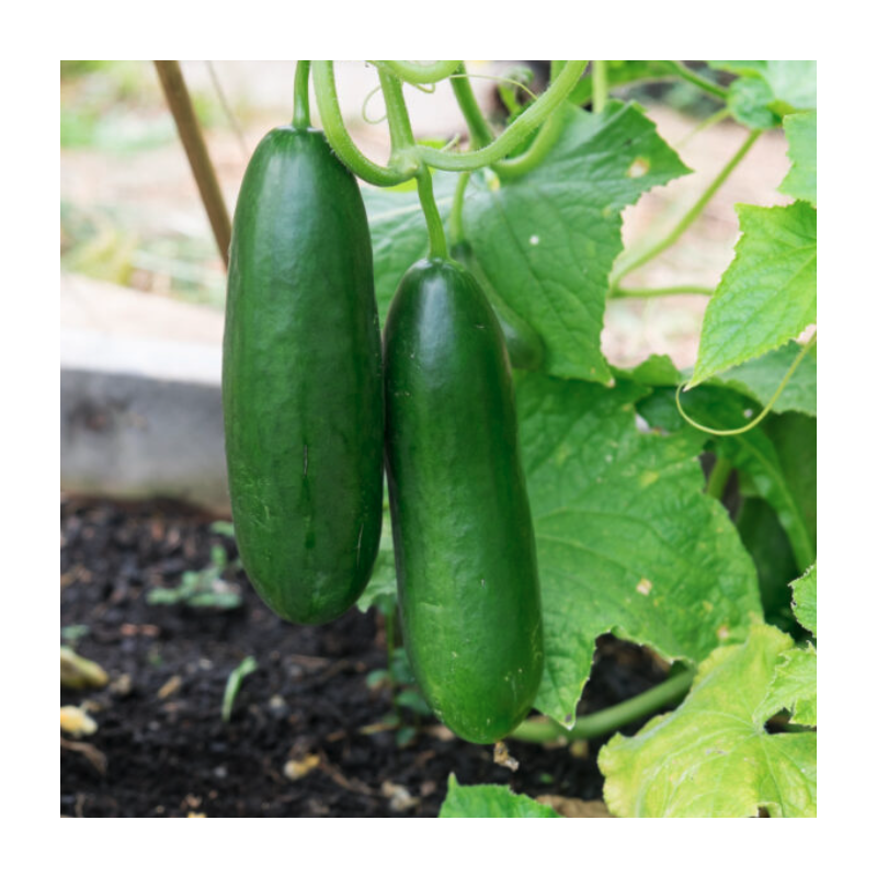 Cucumber 'La Diva'