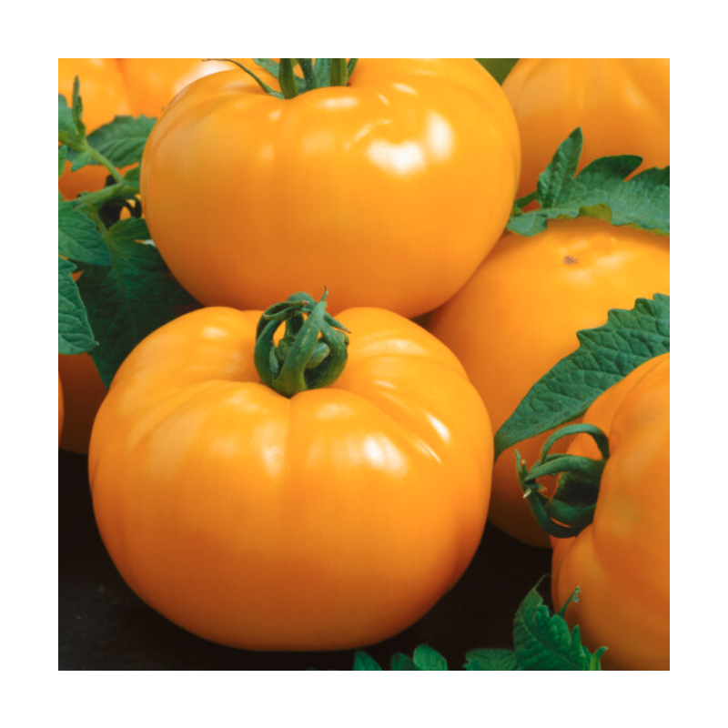 Tomato Plant 'Azoychka'
