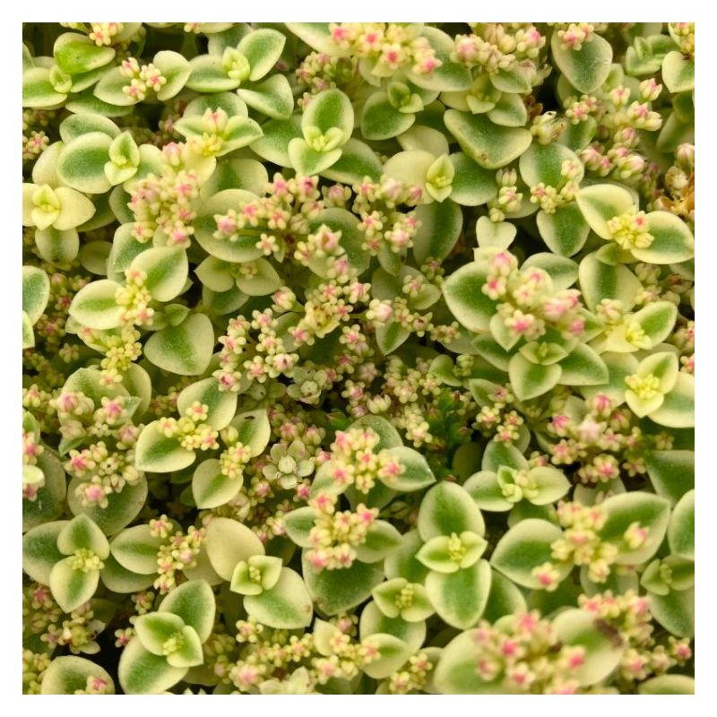 Sedum Little Missy