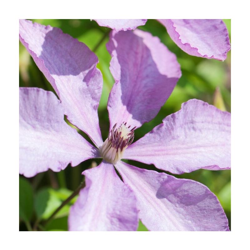 large-6-7ft-specimen-climber-clematis-margaret-hunt