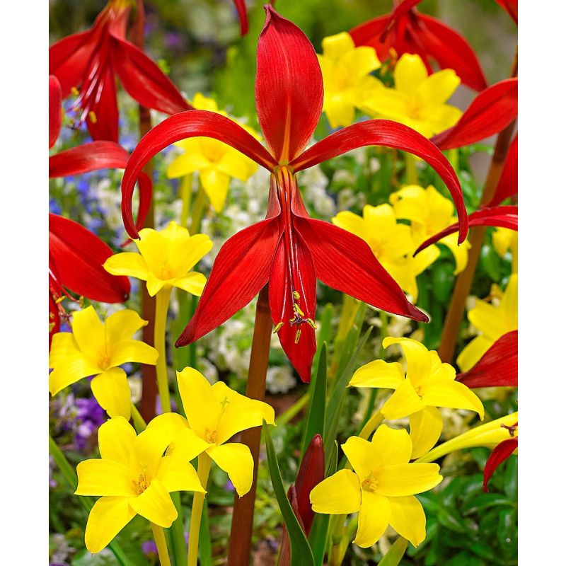 Siesta Summer Bulbs Mix - Sprekelia formosissima and Chlidanthus fragrans