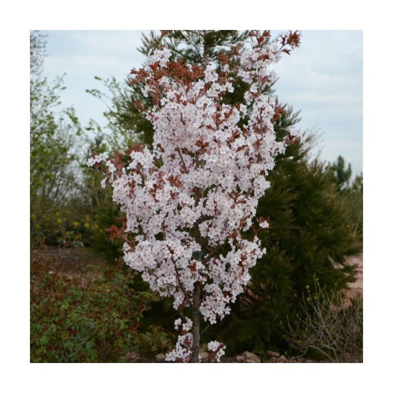 Pierre's Tree Prunus Spire - Cherry Blossom Tree