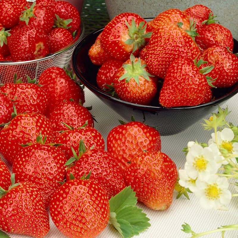 Strawberry 'Cambridge Favourite' Grow Your Own Strawberries