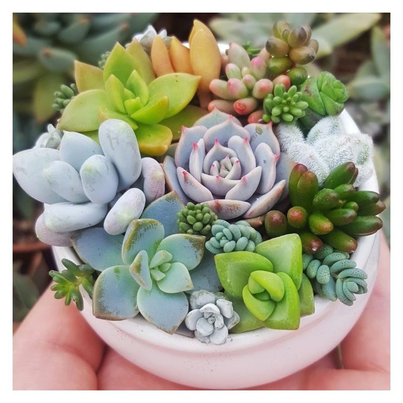 Succulent Plant Collection FOUR Contemporary Trendy Plants