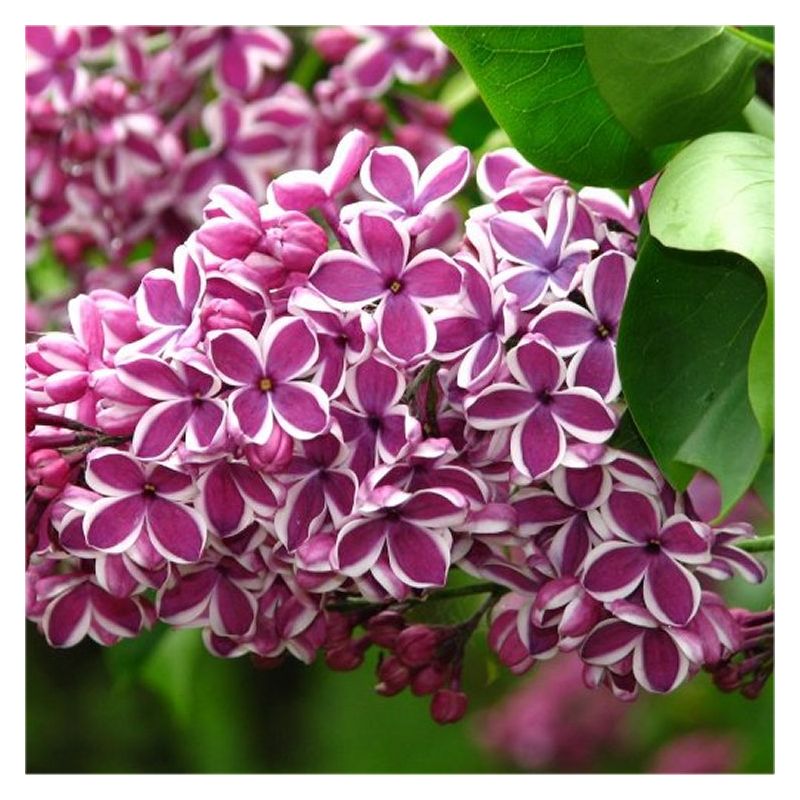 Syringa vulgaris Sensation - Fragrant Picotee Lilac
