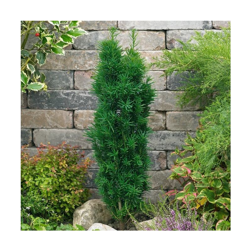 Taxus baccata Fastigata Robusta - Green Fastigate Yew