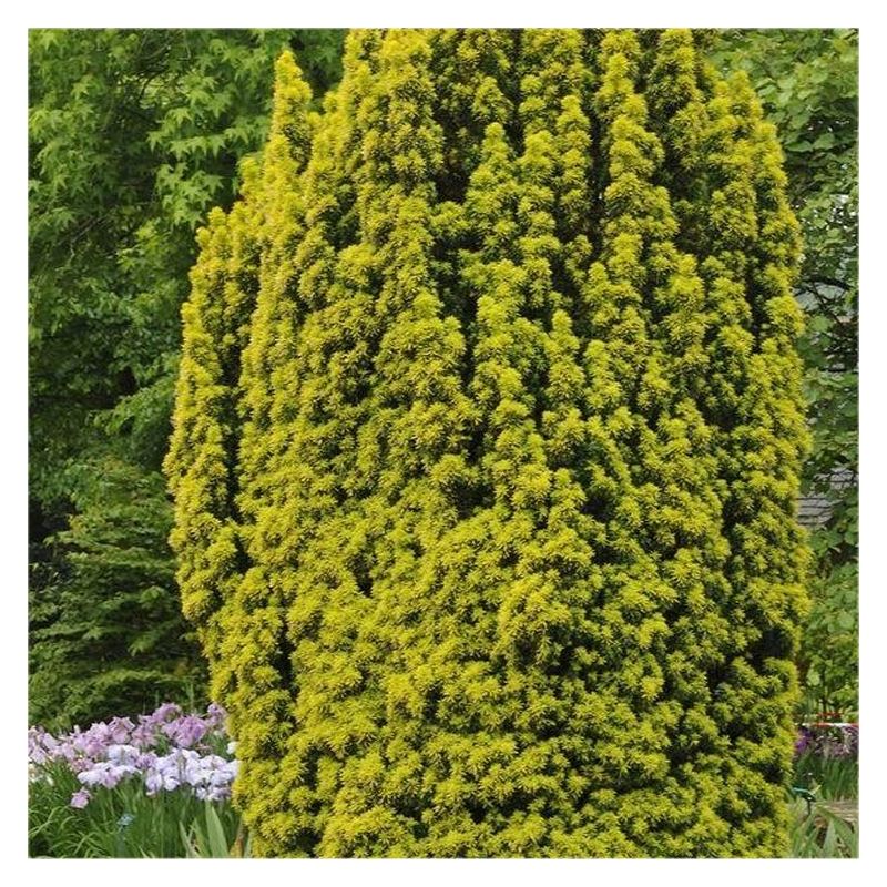 thuja smaragd zypresse Lebensbaum Thuja occidentalis Smaragd 120-140 cm Hhe Ballenware