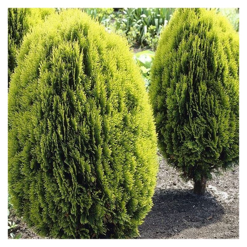künstliche thuja zweige Kunstpflanze Tuya-Hecke main image 1