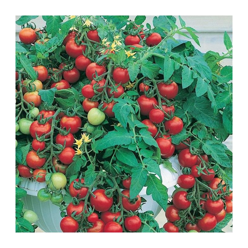 Tomato Plant 'Totem'