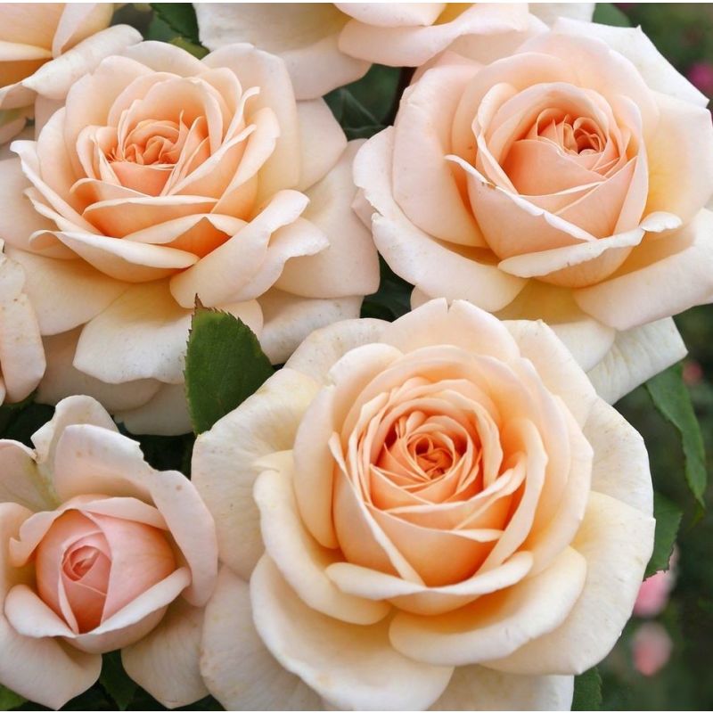 MAJESTIC ROSE