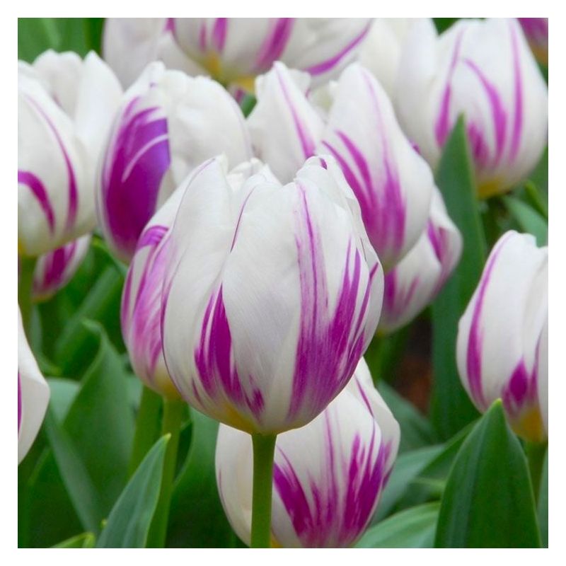 Tulip Flaming Flag - Pack of 6 Bulbs