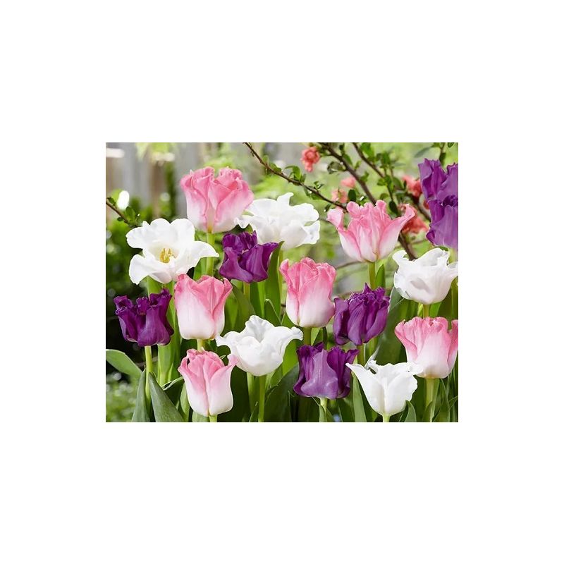Tulip Spring Charming Pack of 25