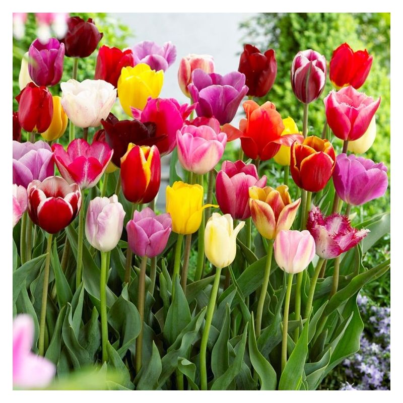40 x Spring Flowering Tulip Colour Mix Collection