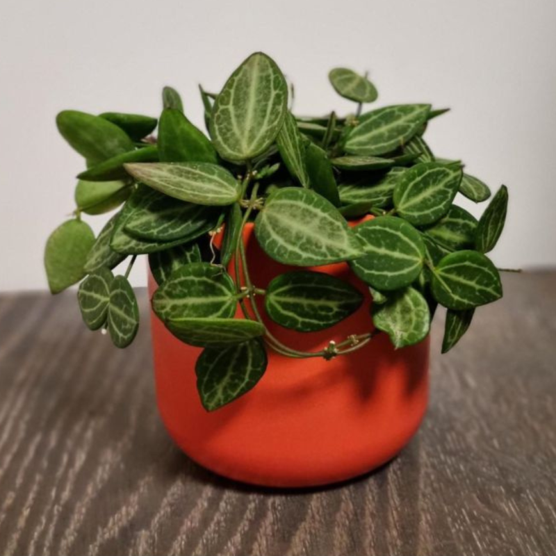 dischidia variegata Dischidia ruscifolia 'Variegata' 