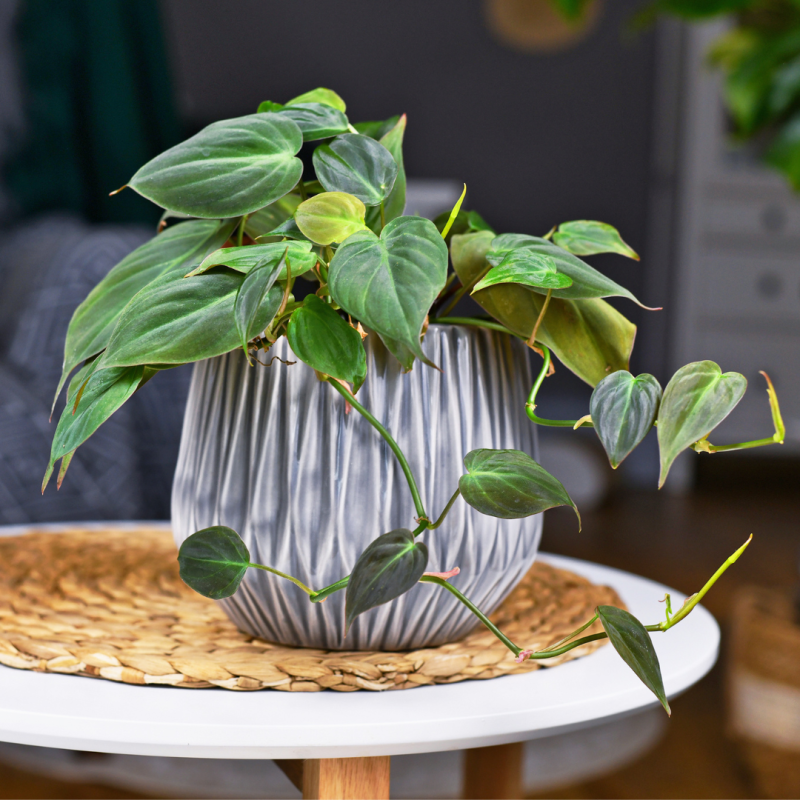 philodendron pink princess wikipedia Pink Princess' Philodendron – Jardineries Botanix main image 0