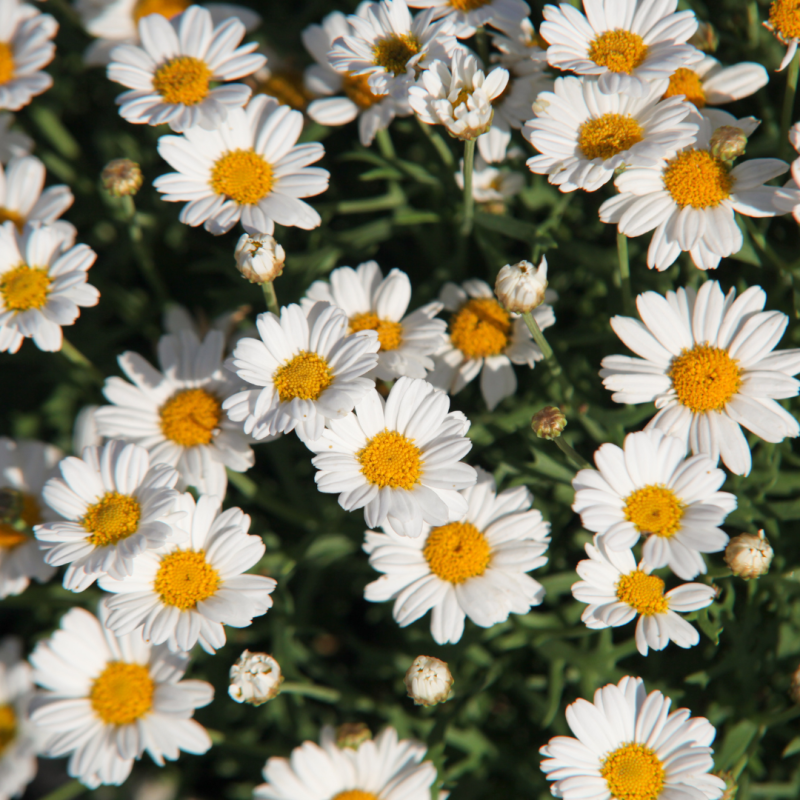 Argyranthemum Lollies White Chocolate argyranthemum-lollies-white-chocolate
