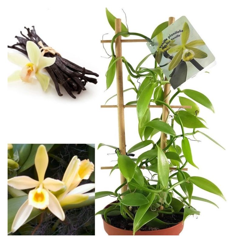 Vanilla Orchid Plant - Vanilla planifolia - Madagascar Vanilla Bean in  white pot - Grow your Own Vanilla!