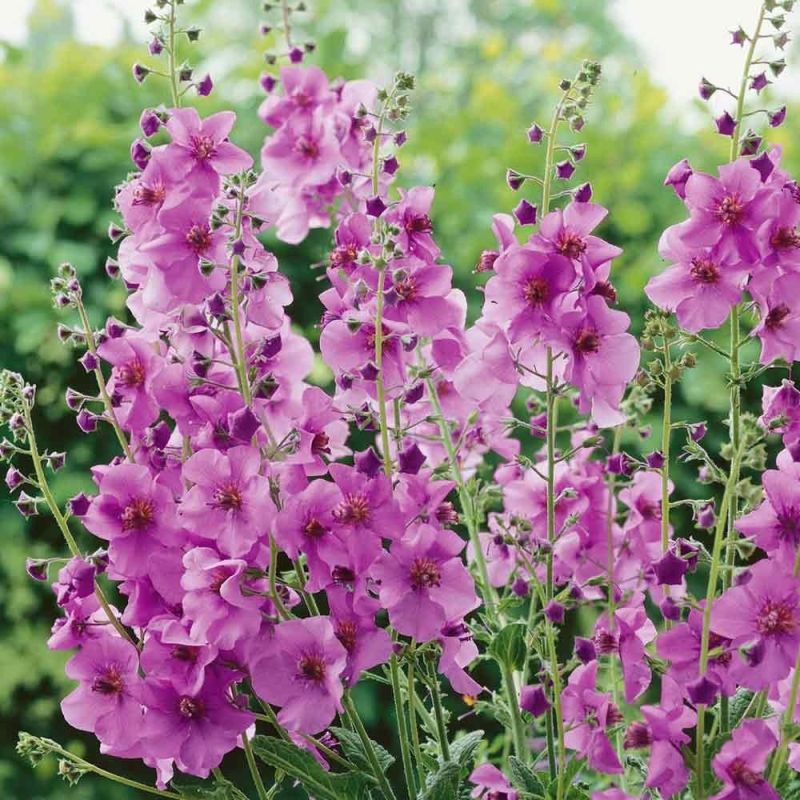 Verbascum Sugar Plum
