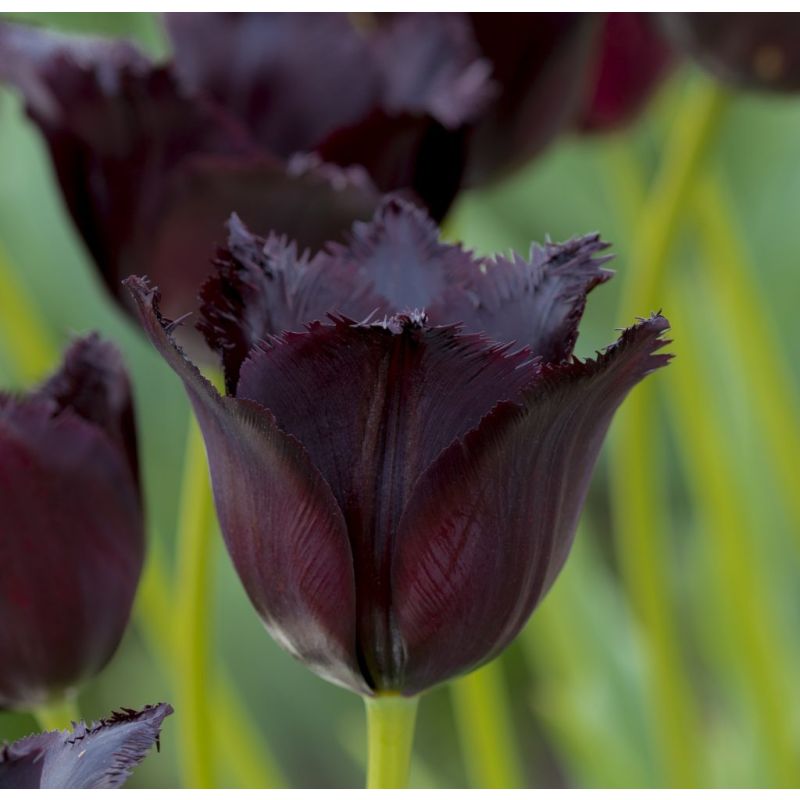Tulip 'Vincent Van Gogh' - Black Fringed Tulips - Pack of 6 Bulbs