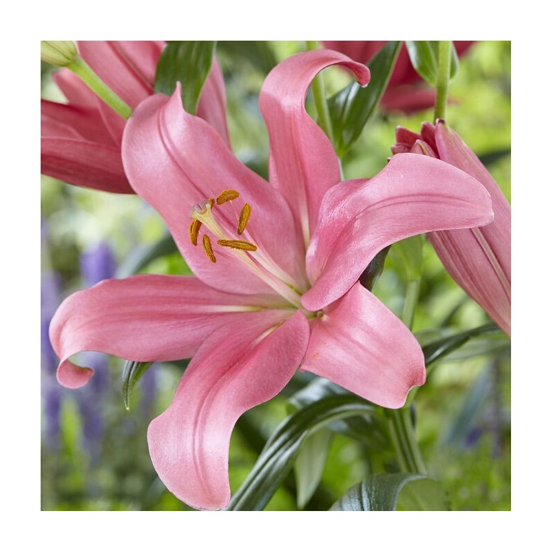 Lilium Indian Summerset - Pack of FIVE Lily Bulbs